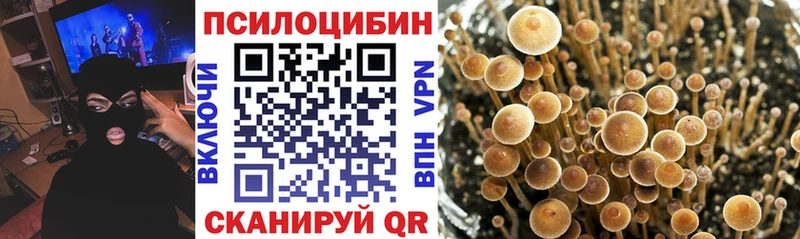 blacksprut зеркало  Элиста  Галлюциногенные грибы Cubensis  сколько стоит 